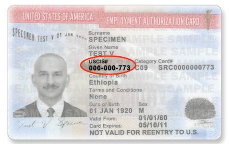 Employment Authorization Card